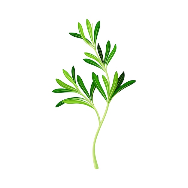 Ramita de romero verde como hierba perenne con hojas perennes perfumadas en forma de aguja Ilustración vectorial