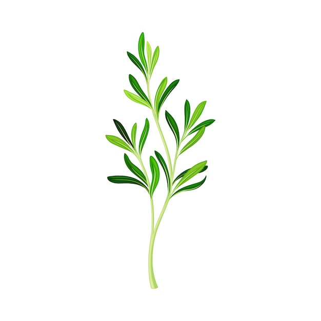 Ramita de romero verde como hierba perenne con hojas perennes perfumadas en forma de aguja Ilustración vectorial