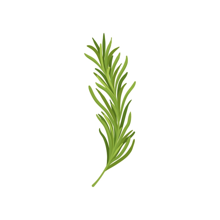 Vector ramita de romero verde hierba fresca utilizada en la cocina ingrediente orgánico para dar sabor a los platos elemento gráfico para libro de cocina o cartel diseño vectorial plano colorido aislado sobre fondo blanco