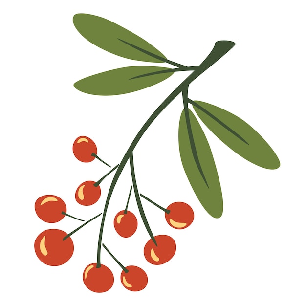 Ramita de serbal. Bayas en una ramita. Follaje de otoño. Montón de fresno de montaña. Plantas y arboles. Bayas rojas. Ilustración botánica de vector en estilo de dibujos animados plano aislado sobre fondo blanco.