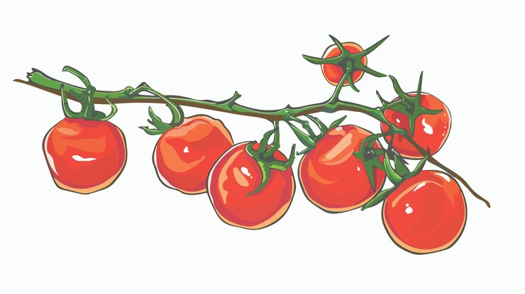 Vector ramita de tomate de cereza fresca sobre un fondo blanco