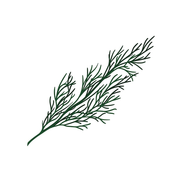 Ramita verde del árbol de Navidad Pequeña rama de conífera Objeto natural Elemento gráfico decorativo para tarjeta postal o libro botánico Icono vectorial colorido en estilo plano aislado sobre fondo blanco