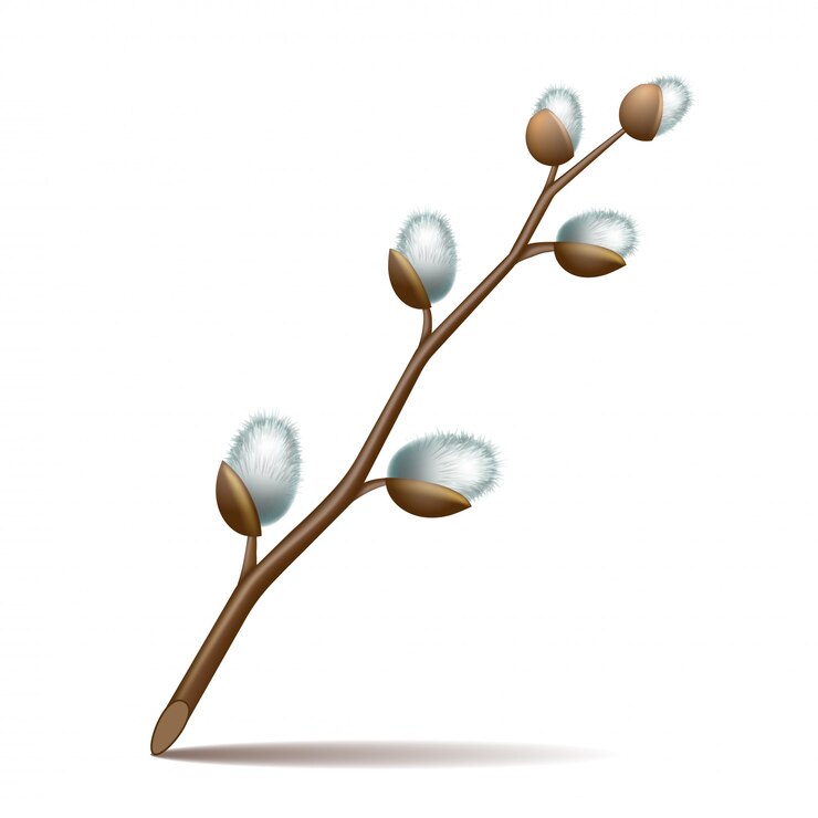 Vector ramitas de primavera flor de pascua sauce sauce
