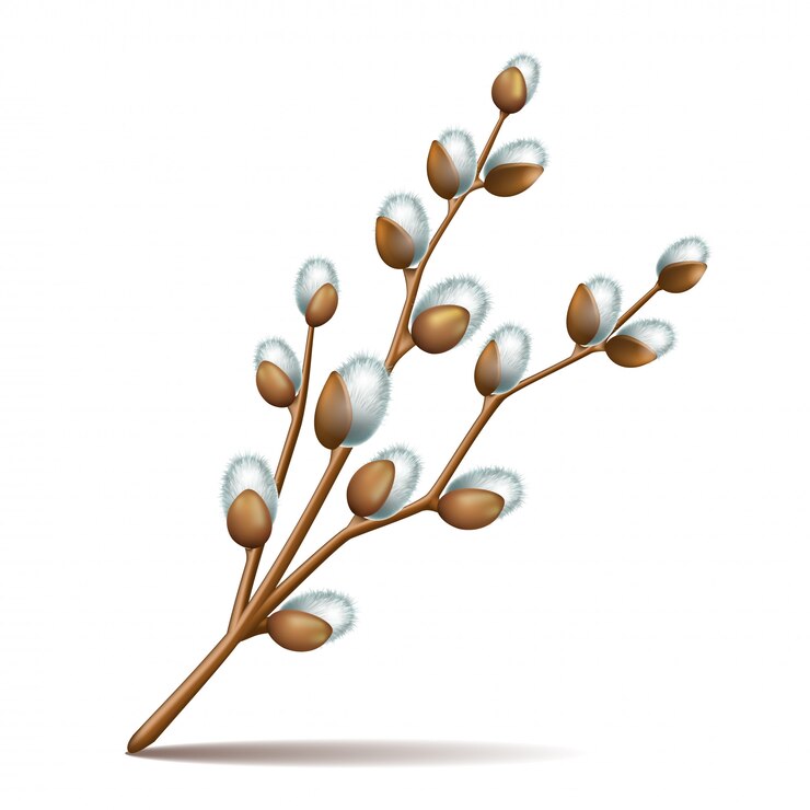 Vector ramitas de primavera flor de pascua sauce sauce