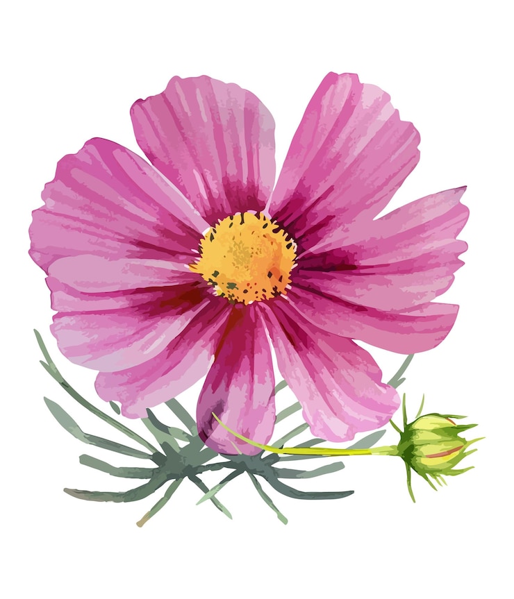Vector ramo de acuarela de flor de dalia rosa aislado sobre fondo blanco arreglo floral de acuarela