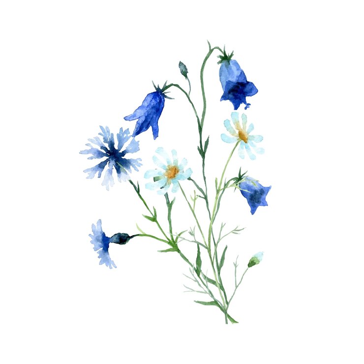 Ramo de acuarela de flores silvestres azules aisladas sobre fondo blanco