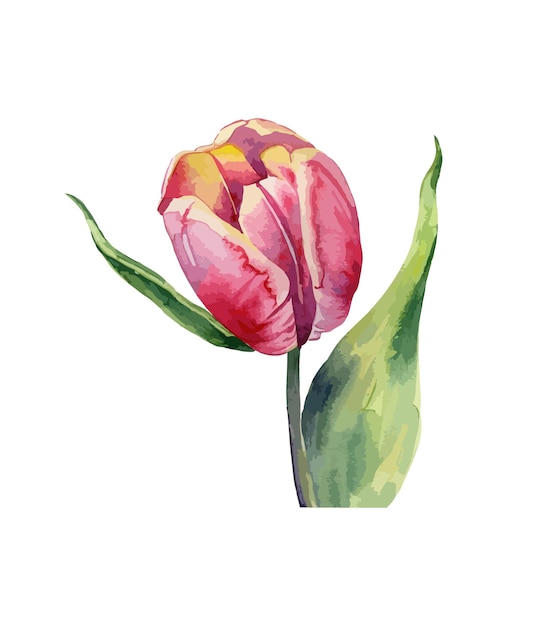 Ramo de acuarela de tulipanes rosas aislado sobre fondo blanco Arreglos florales de acuarela