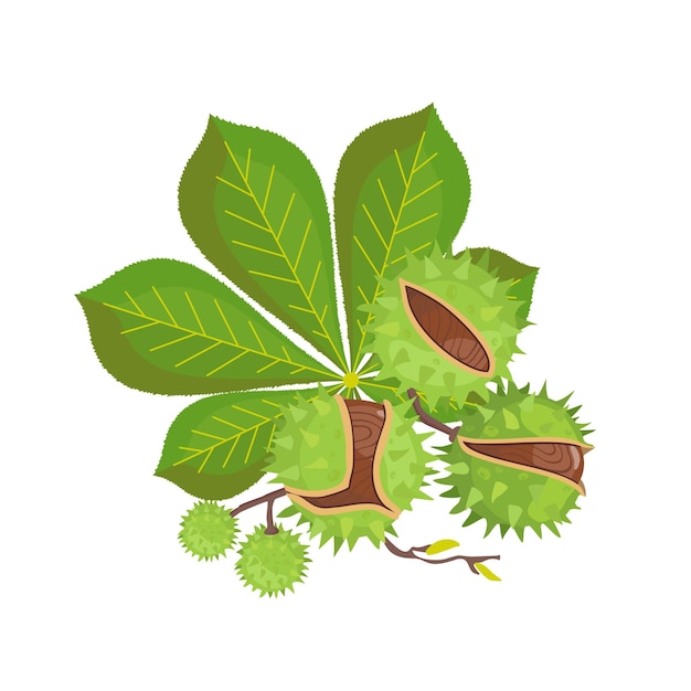 Vector ramo de castaños verde
