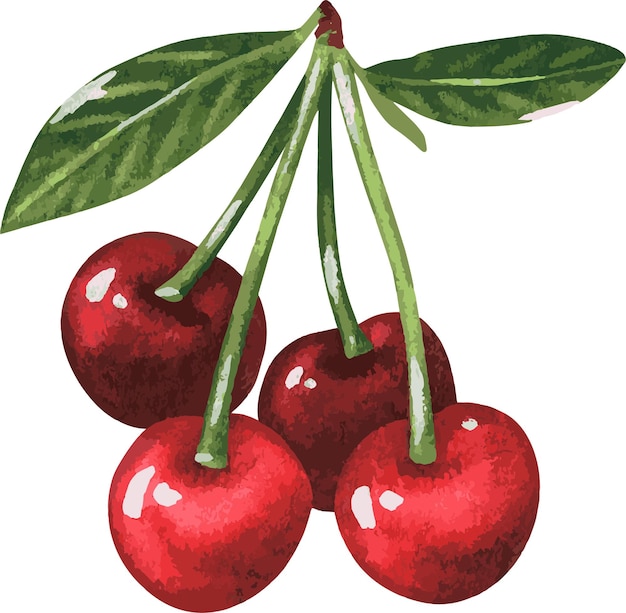 Un ramo de cerezas
