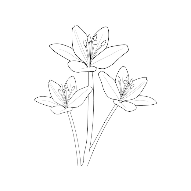 Ramo de contorno de dibujo de ilustración de hermosas flores de lirio