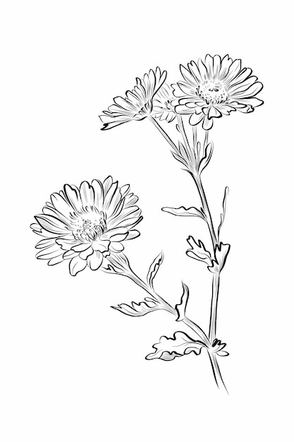 Ramo de crisantemo con flores detalladas en el vector