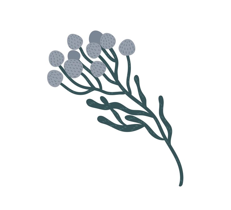 Vector ramo de elegantes flores de brunia en el tallo. elemento floral botánico. ilustración de vector plano colorido aislado sobre fondo blanco.
