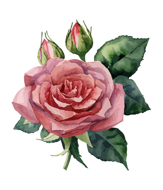 Ramo floral acuarela aislado sobre fondo blanco Colección de flores color de rosa acuarela
