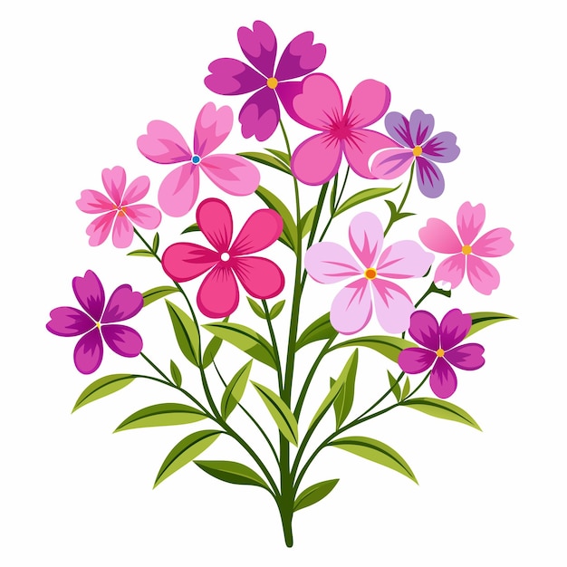 Ramo floral con ilustración vectorial de Phlox rastrero en diseño de plantas botánicas de fondo blanco