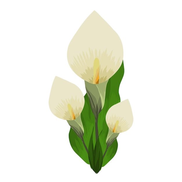 Ramo de flores blancas de la especie Zantedeschia aethiopica
