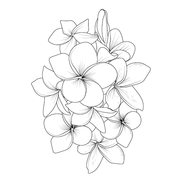 Ramo de flores frangipani de dibujo vectorial ilustración floral dibujada a mano imagen prediseñada aislada.