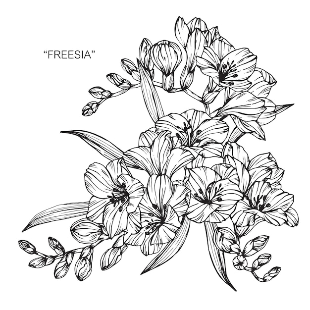 Ramo de flores Freesia dibujo ilustración