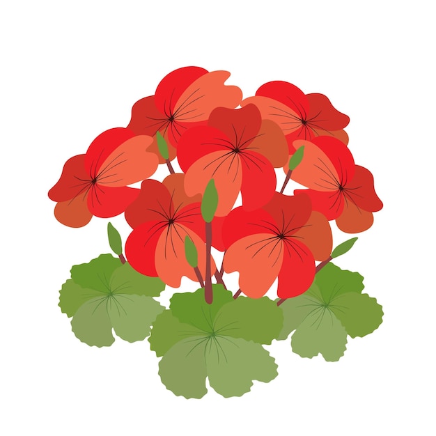 Vector ramo de flores de geranio rojo sobre fondo blanco.
