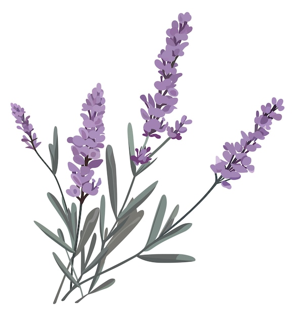 Ramo de flores de lavanda sobre un fondo blanco