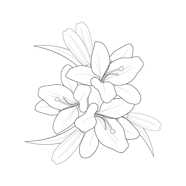 Vector ramo de flores de lirio dibujado a mano de tinta grabada en blanco y negro ilustración de arte para colorear página