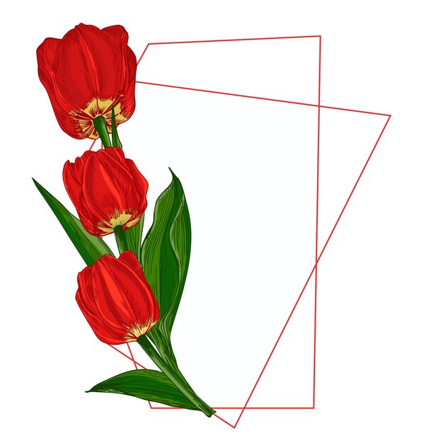 Ramo de flores de primavera tulipanes rojos aislados sobre fondo blanco bosquejo botánico realista marco de tendencia y lugar para el texto estilo vectorial de acuarela