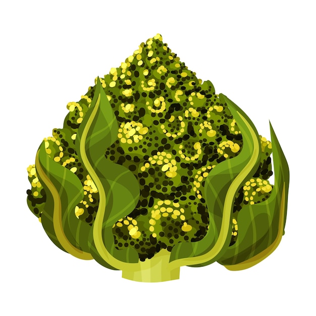 Vector ramo de flores de repollo romanesco rico en carotinoides aislado en vector de fondo blanco