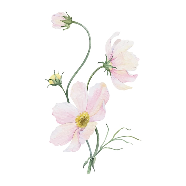 Ramo de flores rosadas y blancas de Cosmea Cosmos bipinnatus Ilustración de acuarela dibujada a mano aislada de aster mexicano Diseño floral de verano para invitaciones de boda tarjetas textiles papel de envolver