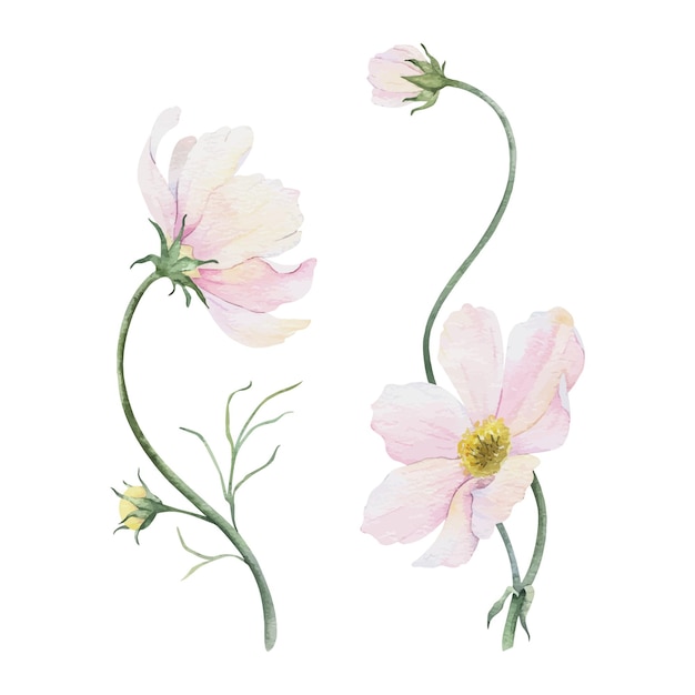 Ramo de flores rosadas y blancas de Cosmea Cosmos bipinnatus Ilustración de acuarela dibujada a mano aislada de aster mexicano Diseño floral de verano para invitaciones de boda tarjetas textiles papel de envolver