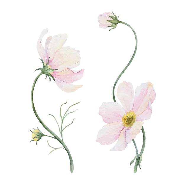 Ramo de flores rosadas y blancas de cosmea cosmos bipinnatus ilustración de acuarela dibujada a mano aislada de aster mexicano diseño floral de verano para invitaciones de boda tarjetas textiles papel de envolver