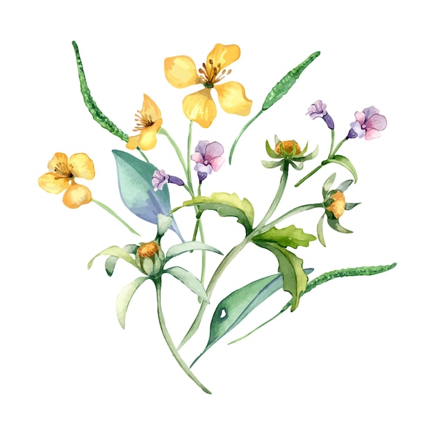 Ramo de flores silvestres de prado azul amarillo Ilustración en acuarela aislada en blanco Celandine y bur Marigold en boceto Planta medicinal flor útil dibujada a mano Diseño para tarjeta postal de embalaje de etiqueta