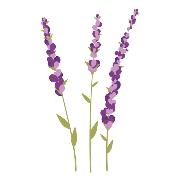 Ramo de lavanda del jardín sobre un fondo blanco