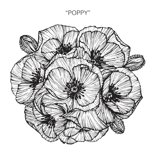 Ramo de poppy flower drawing illustration.