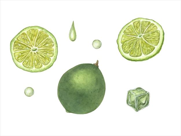Ramo de rama de menta Plantas medicinales aromáticas verdes Hojas frescas y fragantes