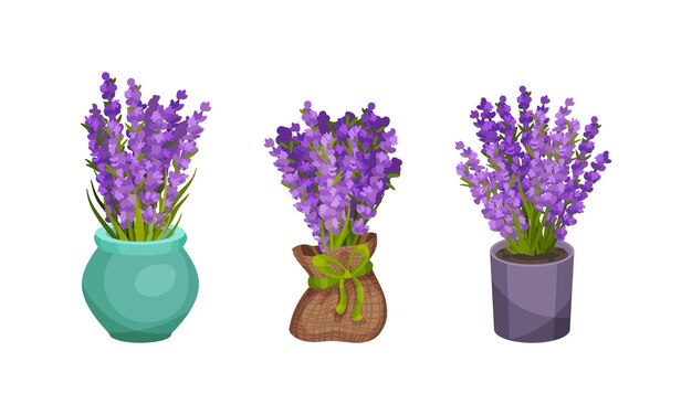 Ramo de ramitas de lavanda violeta en una olla de flores y un conjunto vectorial de jarrón