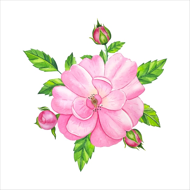 Ramo con rosa de té dibujado a mano en acuarela