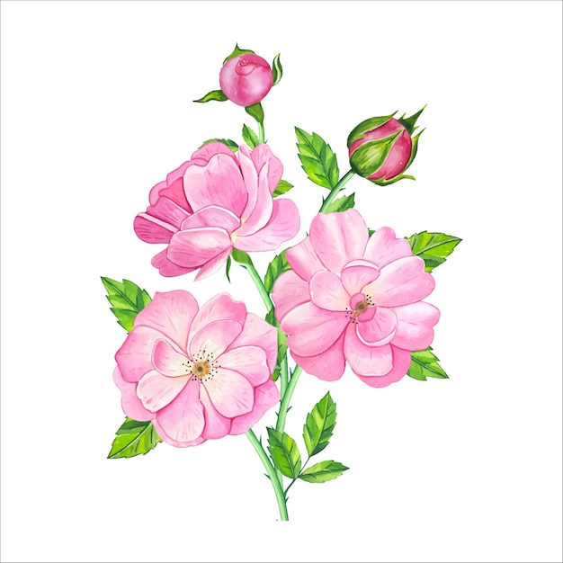 Ramo con rosa de té dibujado a mano en acuarela