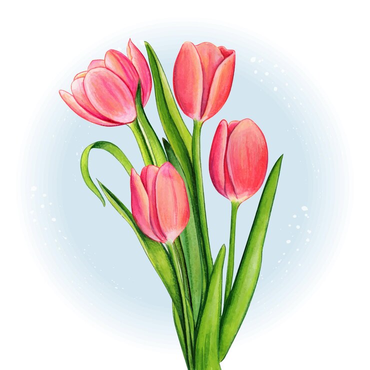 Vector ramo de tulipán rosa acuarela