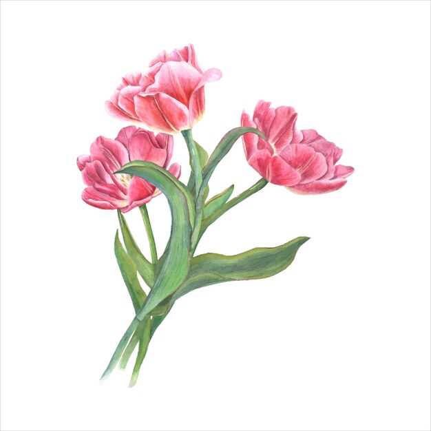 Ramo de tulipanes rosados dobles Ilustración de acuarela de primavera Día de San Valentín Día de la Madre
