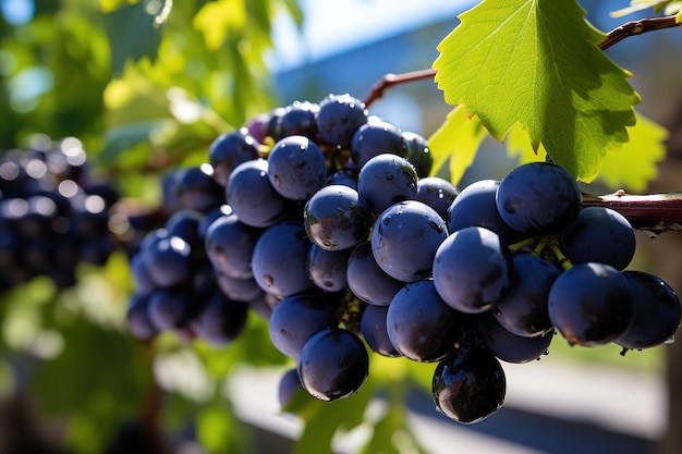 Un ramo de uvas azules cuelga de una vid en un día soleado de otoño Tiempo de cosecha Enfoque selectivo