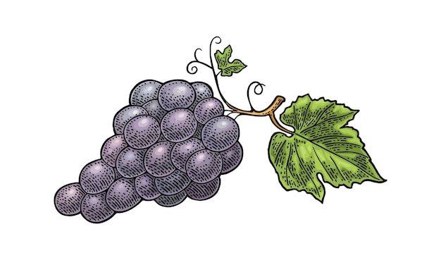 Ramo de uvas con bayas y hojas vector de grabado vintage