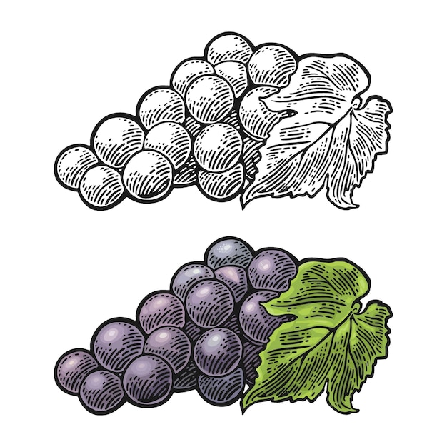 Ramo de uvas con bayas y hojas vector de grabado vintage