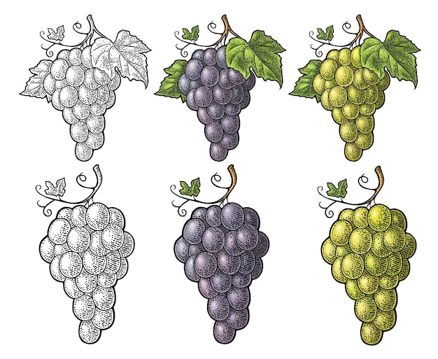 Ramo de uvas con bayas y hojas vector de grabado vintage
