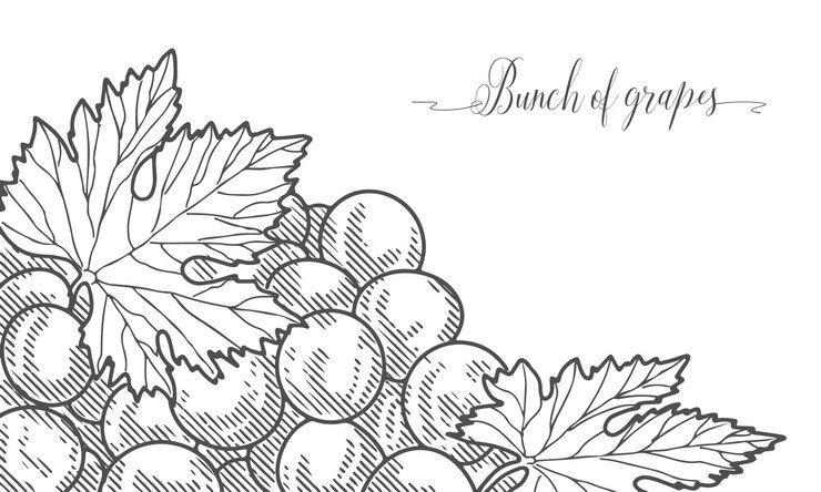 Vector ramo de uvas de cosecha