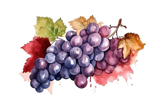 Vector ramo de uvas dibujado a mano acuarela de color diseño de ilustración vectorial