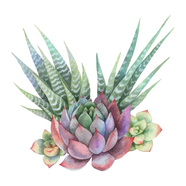 Ramo vectorial de acuarela de cactus y plantas suculentas aisladas en fondo blanco