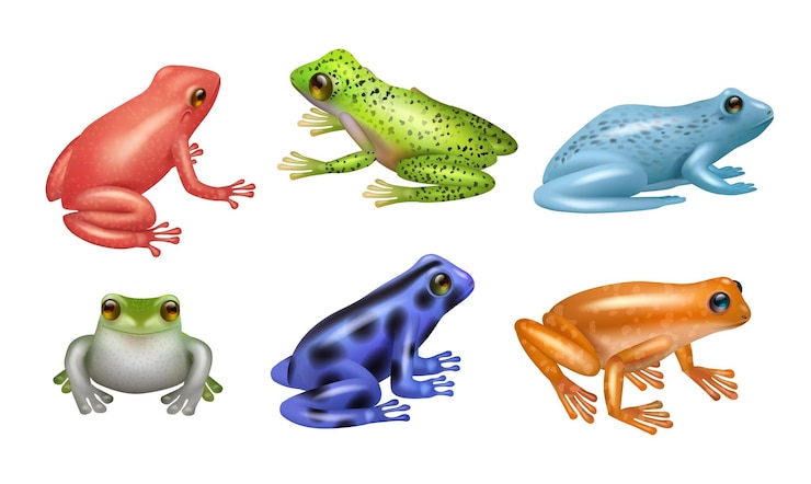 Vector ranas realista conjunto de anfibios salvajes de ranas plantilla de ilustración vectorial decente