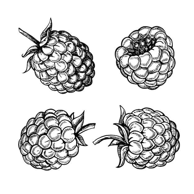 Vector raspberries gráficos en blanco y negro aislados sobre un fondo blanco