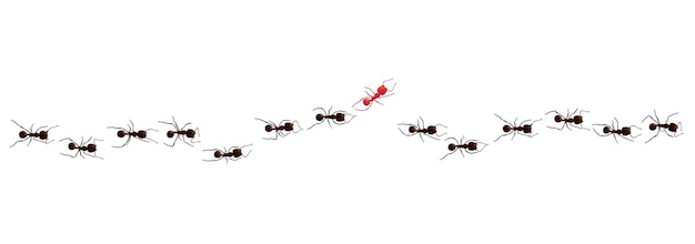 Vector rastro de la hormiga negra. siluetas de grupo de curva de insectos de trabajo aisladas sobre fondo blanco. ilustración vectorial.