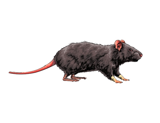 Vector rata acuarela, ratón en blanco