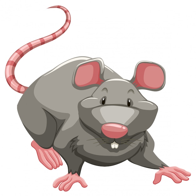 Vector rata gris